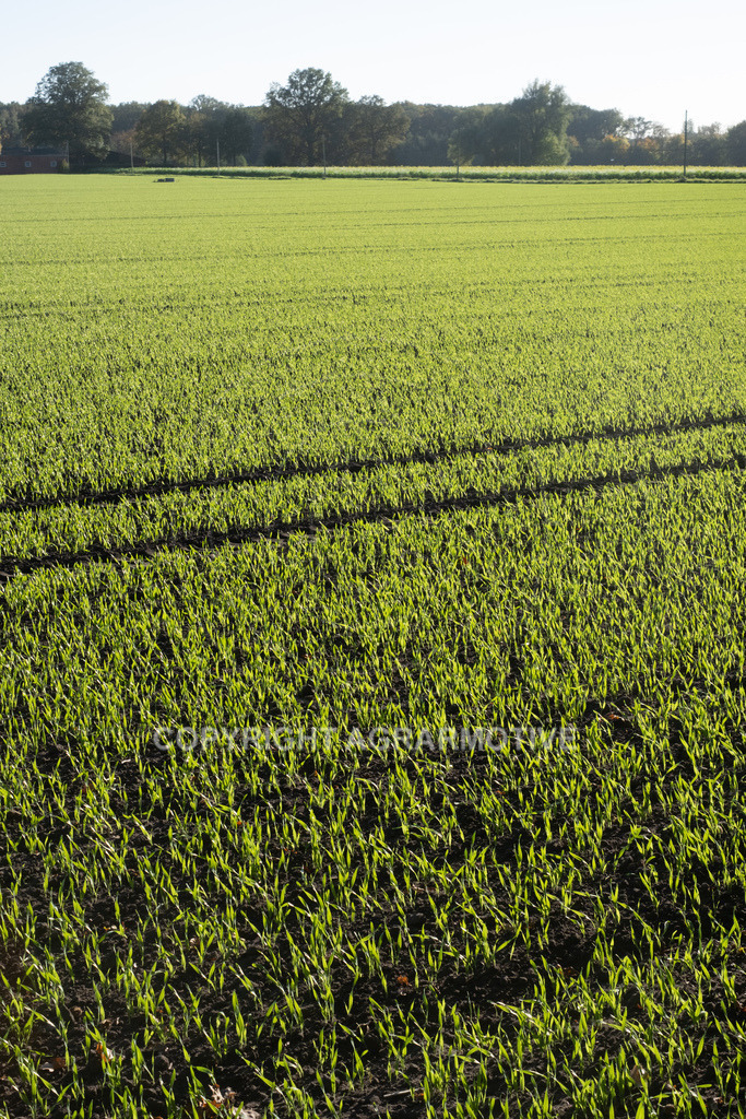 20221018-_DSF9412 | Heranwachsender Winterweizen im Herbst - Realisiert mit Pictrs.com