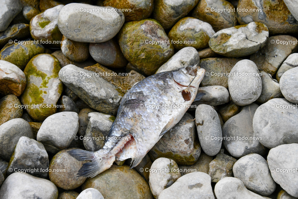Deutschland_ Baden-Wuerttemberg Friedrichshafen am Bodensee_ 28.03.2025-15 | 28.03.2025, Deutschland, GER, Baden Wuerttemberg, Friedrichshafen am Bodensee, im Bild Stadtansichten, Uferpromenade, Niedrigwasser, See, Ufer, Trockenheit, Niederschlag, Feature, Fisch, tot, Bodensee
