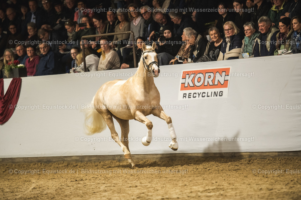 20240302_Hengstvorstellung_Marbach_TOMsPiC_0860 | equistock