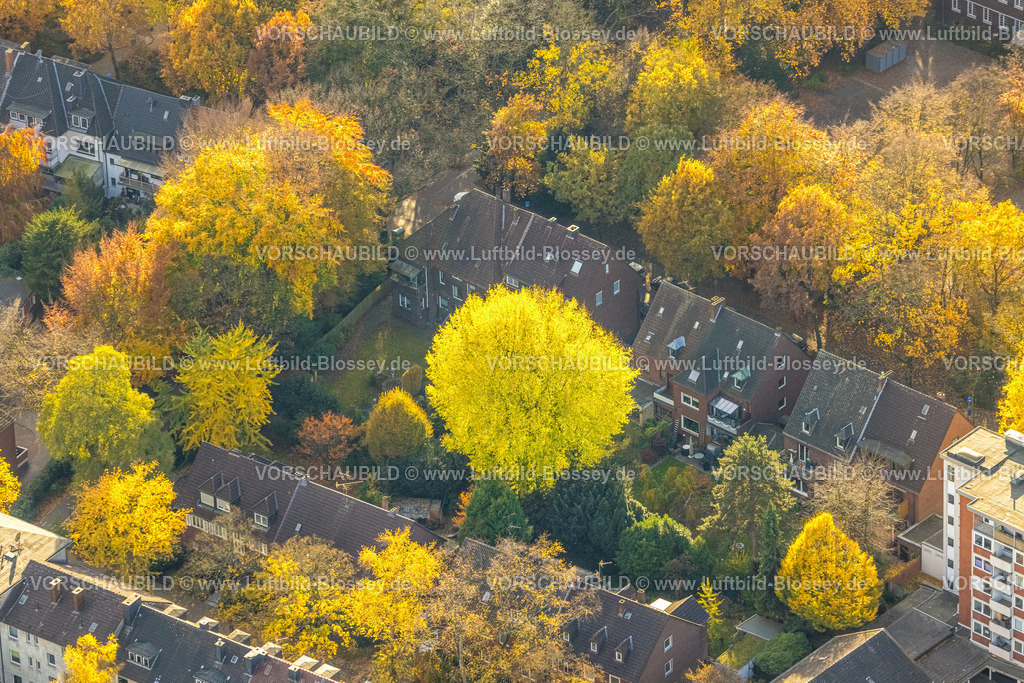 Gelsenkirchen251102977 | Luftbild, herbstliche Bäume und gelbe Blätter Baumkrone, Hüttenstraße, Bulmke-Hüllen, Gelsenkirchen, Ruhrgebiet, Nordrhein-Westfalen, Deutschland