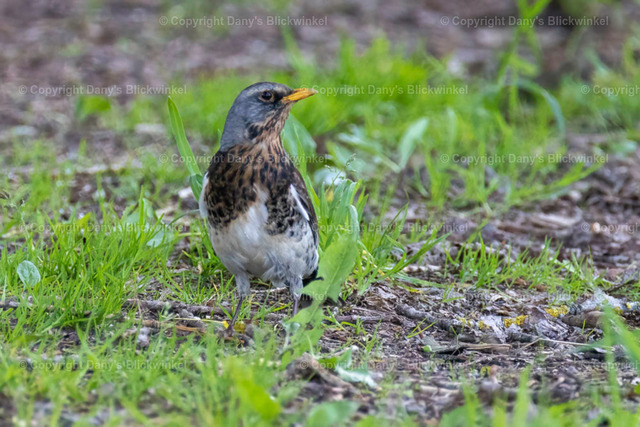 201721 | Tierfotografie, Tierkalender, Tierbilder, Insekten, Spinnen, Vögel, Schmetterling, Libellen, Leinwand, Colorkey, Qualität, Geschenkartikel, Geschenk - Realisiert mit Pictrs.com