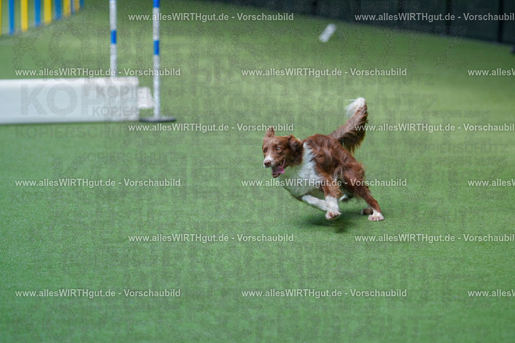 @allesWIRTHgut_Tierfotografie - www.allesWIRTHgut.de - 2604261402-7R503266 | Professionelle Tierfotografie in Mönchengladbach von Daniel Wirth (allesWIRTHgut). Liebevolle & natürliche Bilder von Hunden & Katzen für unvergessliche Erinnerungen.
