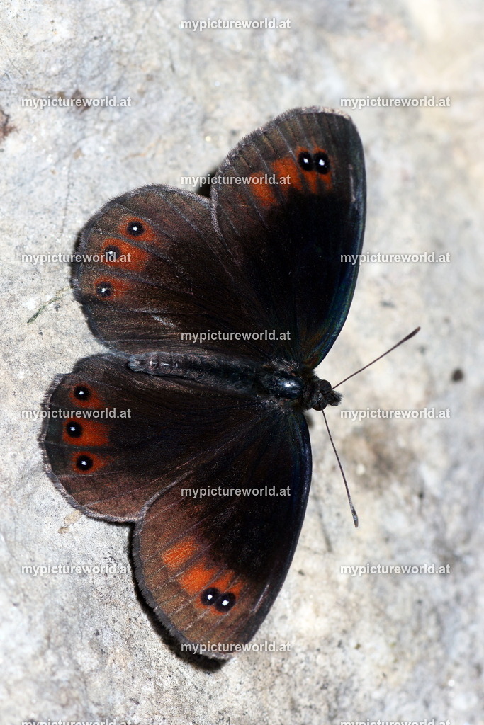 Erebia styx-006 | Das Bilderarchiv über Tiere, Planzen und Landschaften. In der Bilddatenbank finden Sie ein große Auswahl an hochwertigen Bilder für Ihre Werbung - Realisiert mit Pictrs.com