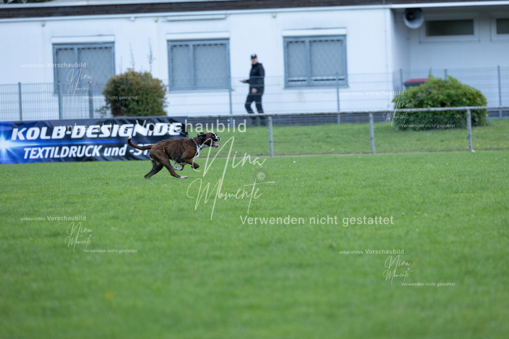 _16A4644 | Einzigartige Fotos von Hunden & Menschen –Actionfotos, Portraits, Vereinsaufnahmen & Paarshootings – authentisch, lebendig & mit Herz.