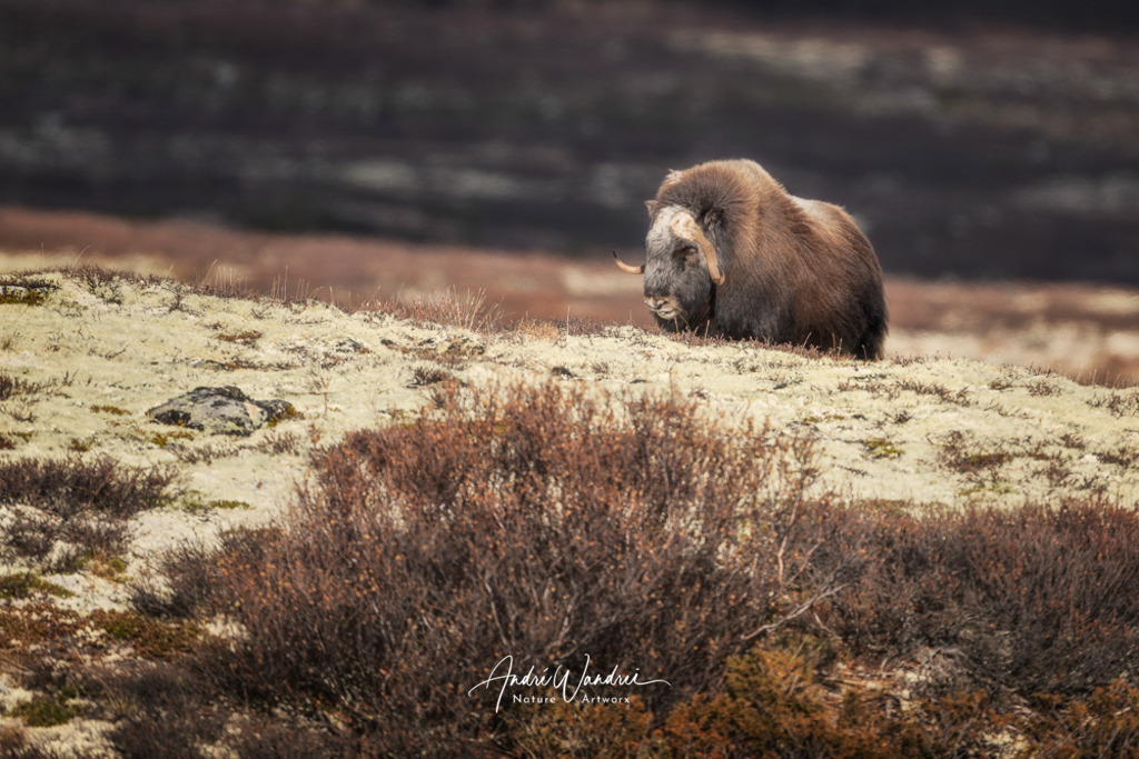 Stiller Gefährte | Andre Wandrei - Nature Artworx - Realisiert mit Pictrs.com