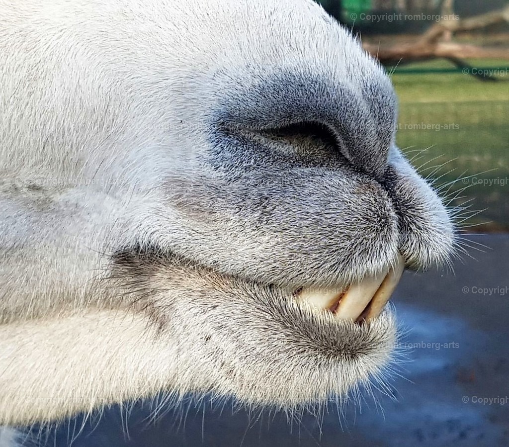 Lama1 | Lama, Lama-Gebiss, Lama-Gesicht, Zähne, Zahnstatus
