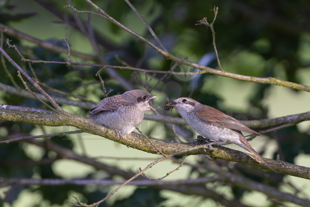 R5NF9915-20230702 | Der Neuntöter (Lanius collurio) ist der hierzulande am stärksten verbreitete Vertreter der Familie der Würger (Laniidae), von der es weltweit 64 Arten gibt. Hierzu gehören auch der seit 1987 in Deutschland ausgestorbene Schwarzstirnwürger, der extrem seltene Rotkopfwürger und der noch sporadisch anzutreffende Raubwürger. - Realisiert mit Pictrs.com