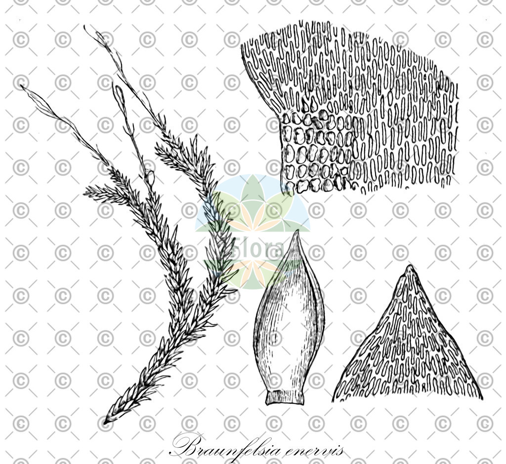 HistAbb_wfo-0001155544_1_ENZY_Simple | Historische Abbildung von Braunfelsia enervis - Dicranaceae | Historical Illustration of Braunfelsia enervis - Dicranaceae
