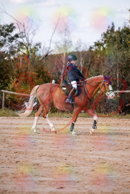 2026_10_03_Siefer-Hof_144411_Z81_17643841 | Professionelle Reitsport-, Turnier- und Eventfotografie von Robert Broda. Galerien mit ausgewählten und bearbeiteten Bildern direkt online ansehen und bestellen.
