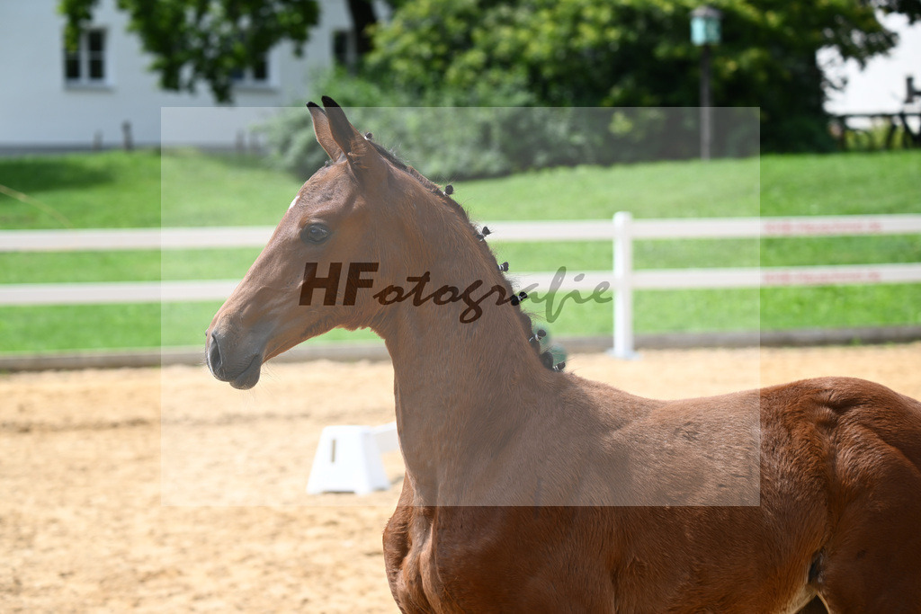 Kat-Nr. 21 Valenziano x Bailando_HLG Schwaiganger_27140667 | hf-fotografie - Realisiert mit Pictrs.com