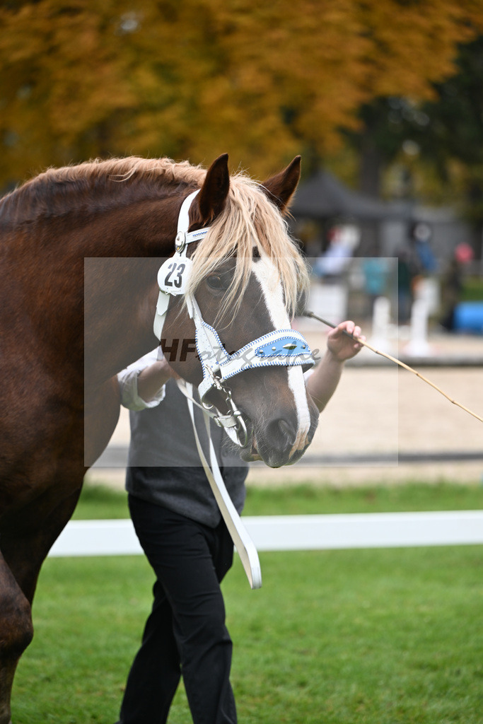 Kat-Nr. 23 Edelfee v. Vestus_Strauss_41250577 | hf-fotografie - Realizzato con Pictrs.com