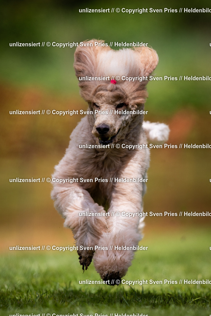 Sven Pries | 2024-04-21 - Hunderennen Baden-Oos
Foto: Sven Pries - Realisiert mit Pictrs.com