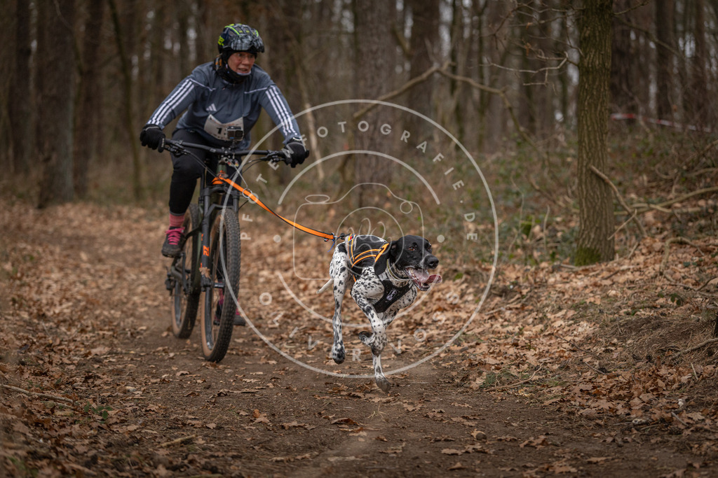 Pfotenfotografie_DV3A7025 | Hundefotografie, Tierfotograf, Pfotenfotografie, Fotoshooting Hund, Hunde Portrait, Hundesport, Hundeportraits, Heideshooting, Hunde, Sportfotograf, Hundefotograf, Turnierhundsport, THS,  - Realisiert mit Pictrs.com