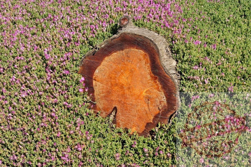 Tree stump surrounded by purple flowers in a garden | Close up of a section of a tree trunk surrounded by small purple flowers growing in a garden - Realisiert mit Pictrs.com