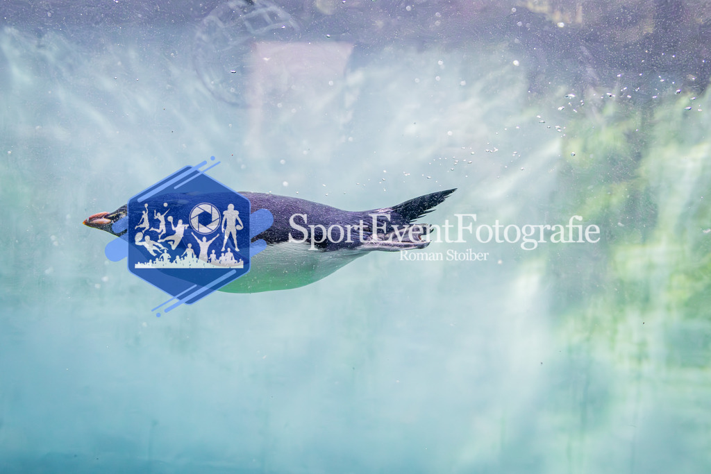 IMAG7680 | SportEventFotografie - Roman Stoiber