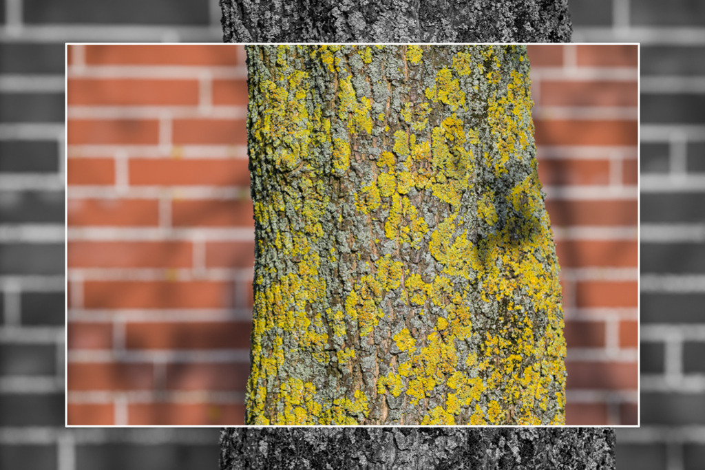 baum-flechten-ziegel-vb | Entdecken Sie hochwertige Kunstdrucke im Online-Shop von Rainer Plett. Die Fotografien umfassen norddeutsche Landschaften, Blumen, Tiere, Natur und Sehenswürdigkeiten. Erfreuen Sie sich an auserlesenen Motiven aus Schleswig-Holstein und Hamburg. - Realisiert mit Pictrs.com