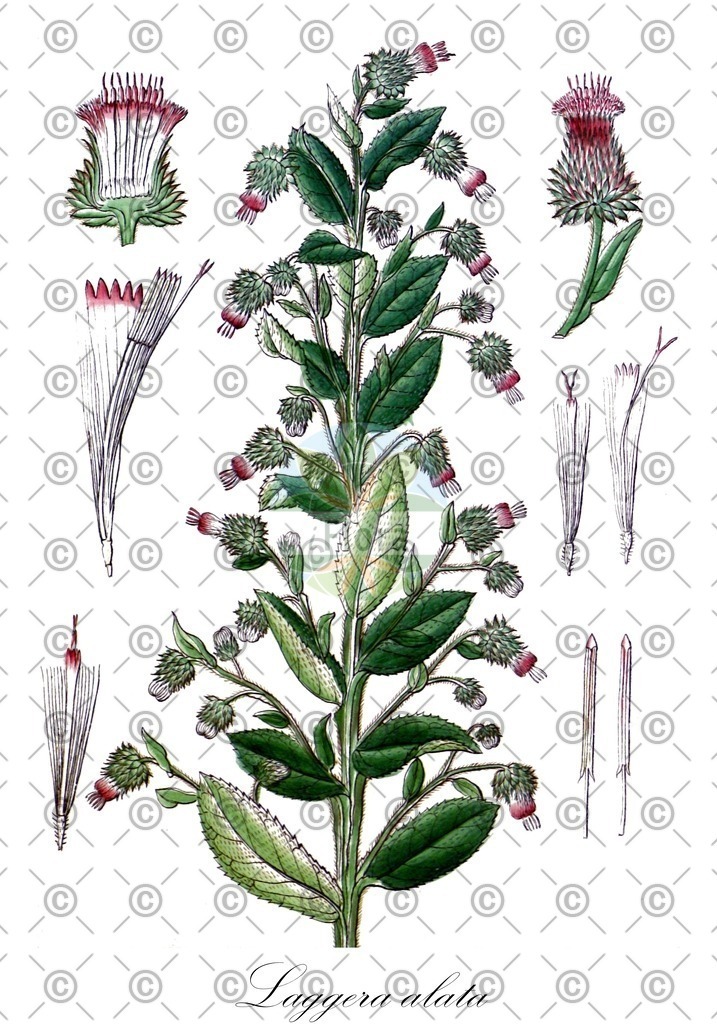HistAbb_EMP_107649_1_SIMPLE | Historische Abbildung von Laggera alata - Asteraceae | Historical Illustration of Laggera alata - Asteraceae
