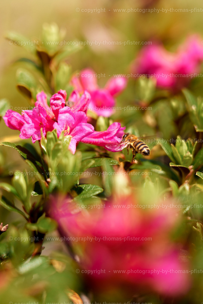 Biene auf Almrosen Höhenstrasse copyright  Thomas Pfister-1 | PHOTOGRAPHY BY THOMAS PFISTER