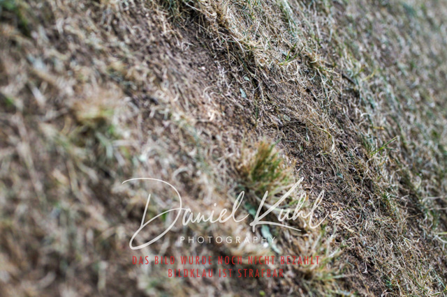 DKP41538 | Turnierfotos kaufen im Webshop von Daniel Kuhl Photography – entdecke professionelle Reitsportfotos aus Turnieren & Events. Hochwertige Turnierbilder online bestellen & sichern. Jetzt Fotos von Reitsportturnieren kaufen!