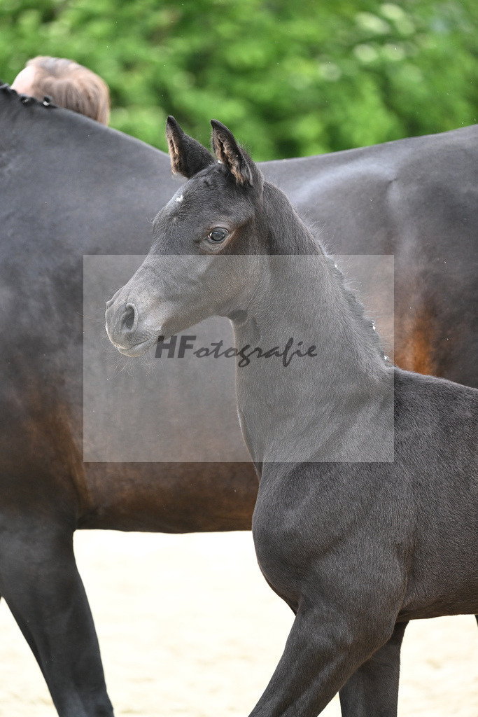 Kat-Nr. 38 HF Le Formidable_Kaimadl_17231141 | hf-fotografie - Realizzato con Pictrs.com