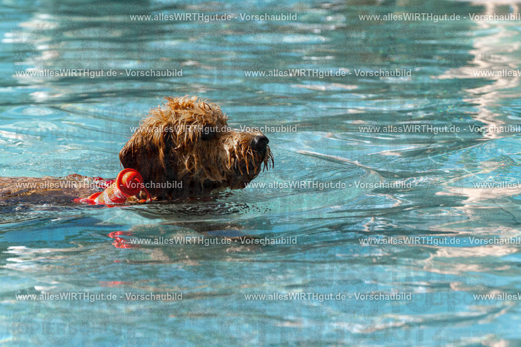 Hundeschwimmen_Volksbad_2026-allesWIRTHgut_Tierfotografie-2609061523-FAY07204 | Professionelle Tierfotografie in Mönchengladbach von Daniel Wirth (allesWIRTHgut). Liebevolle & natürliche Bilder von Hunden & Katzen für unvergessliche Erinnerungen.