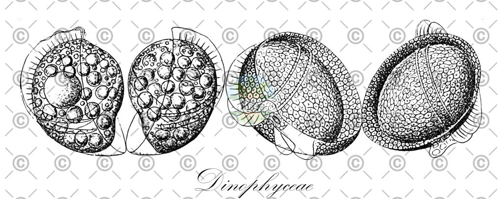 HistAbb_622D3_10_ENZY_Simple | Historische Abbildung von Dinophyceae - (0) | Historical Illustration of Dinophyceae - (0)
