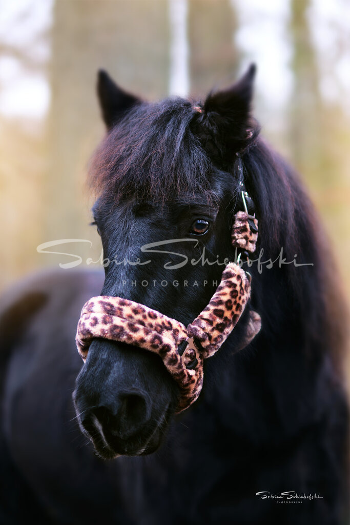 "Phebe" | People- und Tierfotografie, Imageaufnahmen, Veranstaltungsfotografie und Wandbilder aus der Natur ★ Made in Germany ✔️ Druck + Downloads ✔️ Naturfotografie in Top Qualität ★ schneller Versand, weltweite Lieferung! - Realisiert mit Pictrs.com