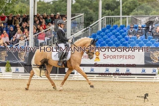 30-8-26 4j Hengste-156 | mandyhollmannphotographie