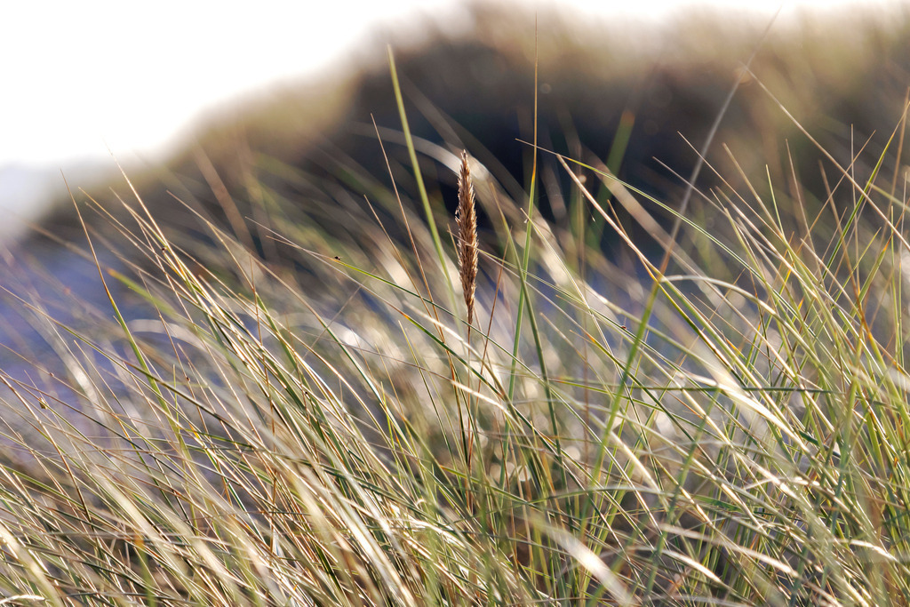 Wandbild: Strandhafer im Sonnenlicht am Weidefelder Strand | Die Sonnenstrahlen tanzen über die Halme des Strandhafers und erzeugen ein schimmerndes Lichtspiel, das die Küstenlandschaft in eine besondere Atmosphäre taucht. Dieses Wandbild fängt die natürliche Schönheit des Weidefelder Strandes perfekt ein – die ruhige Stimmung, das sanfte Leuchten und die entspannende Weite des Meeres. Holen Sie sich ein Stück unberührte Natur in Ihr Zuhause und genießen Sie täglich den beruhigenden Anblick dieser maritimen Szene. - Realisiert mit Pictrs.com