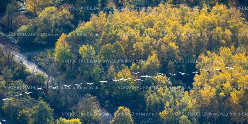 Herne221101401westlich | Luftbild, Kraniche fliegen über ein Waldstück in Herbstfarben, Holsterhausen, Herne, Ruhrgebiet, Nordrhein-Westfalen, Deutschland