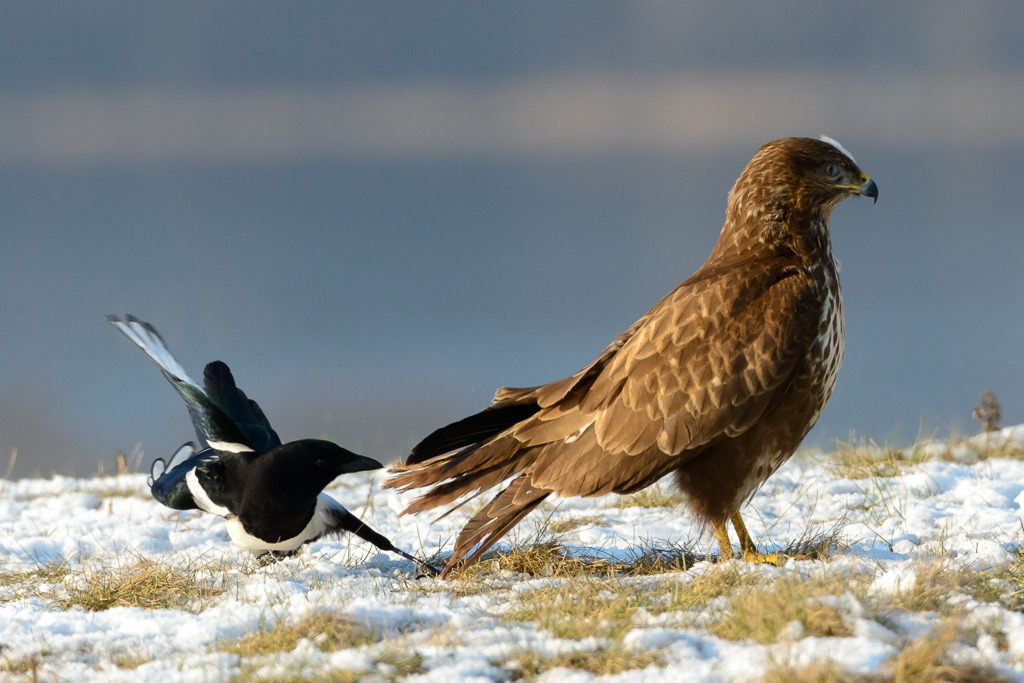 Elster ärgert Bussard © Holger Rüdel | Wie David gegen Goliath: Immer wieder versuchte diese Elster, sich auf einer schneebedeckten Wiese an den viel größeren Greifvogel heranzupirschen und ihm Teile der Schwanzfedern auszuziehen. - Realisiert mit Pictrs.com