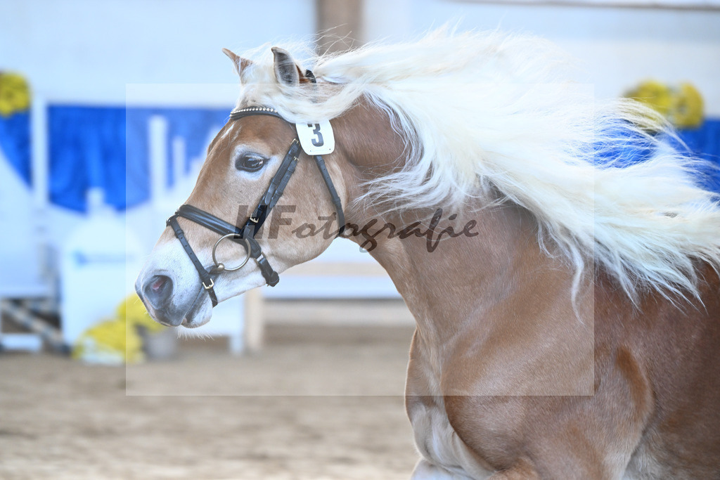 Kat-Nr. 3 Avalanche v. Ace of Hearts_Anger_48250047 | hf-fotografie - Realisiert mit Pictrs.com