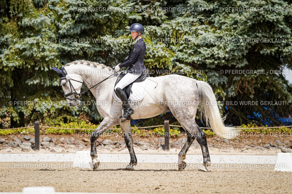 DSC02356 | Pferdegrafie