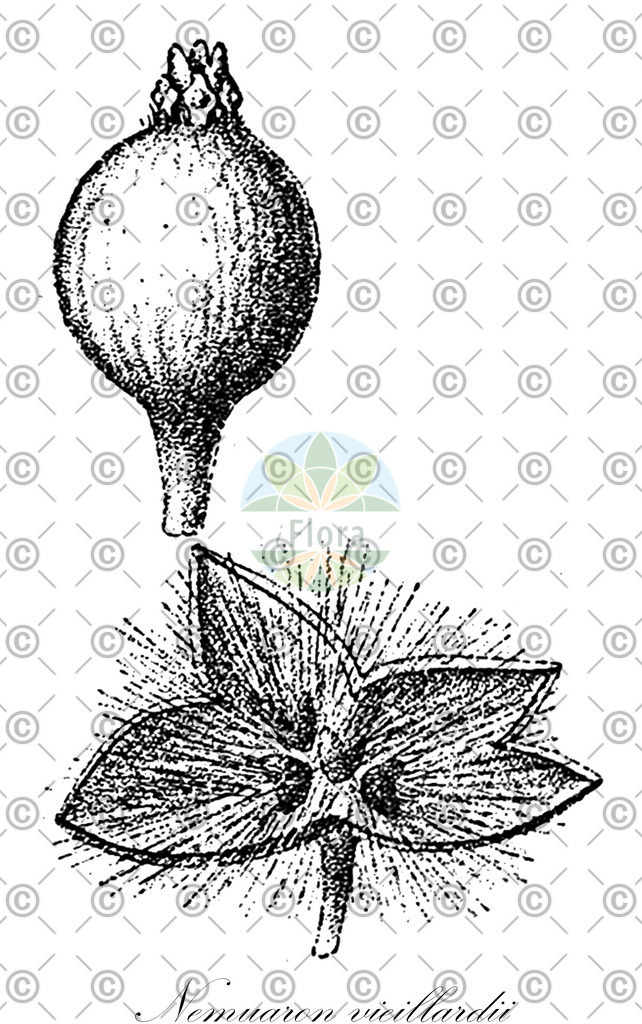 HistAbb_wfo-0000249909_1_ENZY_Simple | Historische Abbildung von Nemuaron vieillardii - Atherospermataceae | Historical Illustration of Nemuaron vieillardii - Atherospermataceae