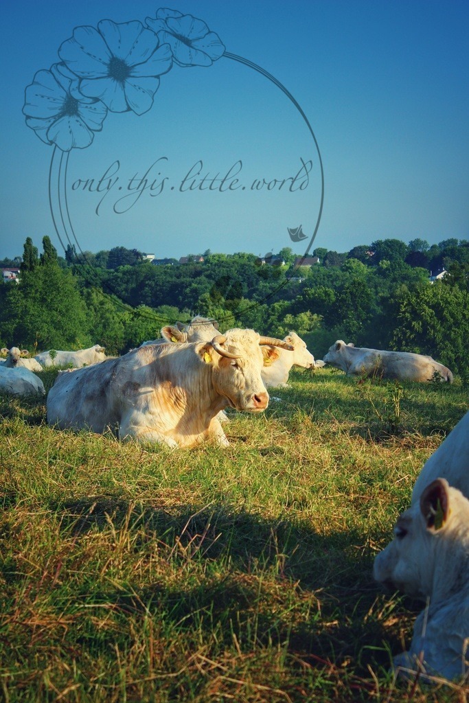Charolais Kuh 004 | only.this.little.world - Realisiert mit Pictrs.com