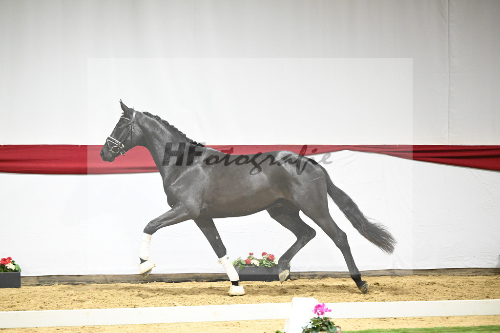 Kat-Nr. 72 v. Maracana_Tanner_63222116 | hf-fotografie - Realisiert mit Pictrs.com