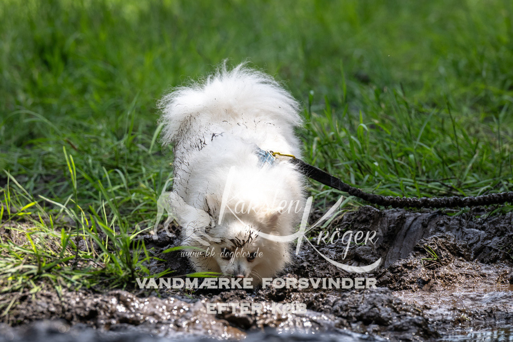 1227_ZZ92329 | kk-dogfotos