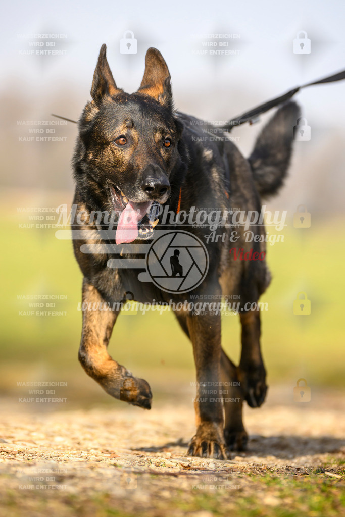 MompixPhotography_6ReiatRennen2026_SA_HappyDog-94 | PayLife