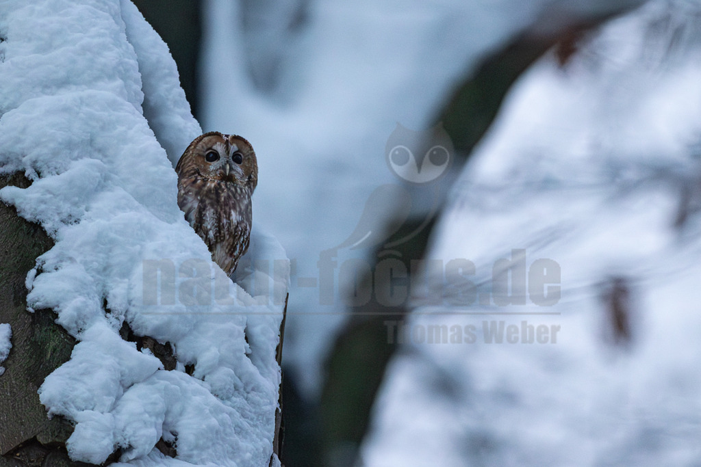 R5NF5246_20250111 | Ein Waldkauz lugt vorsichtig hinter einem dick mit Schnee bedeckten Baumstamm hervor. Sein braun gefiedertes Gesicht mit den großen dunklen Augen ist deutlich zu erkennen, während der Rest seines Körpers teilweise vom Schnee verdeckt ist. Der Hintergrund ist unscharf und zeigt weitere verschneite Bäume, was die winterliche Atmosphäre unterstreicht. - Realisiert mit Pictrs.com