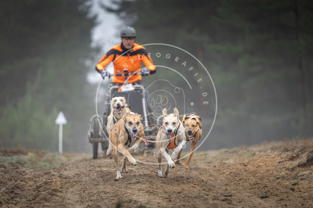 Pfotenfotografie_DV3A0356 | Hundefotografie, Tierfotograf, Pfotenfotografie, Fotoshooting Hund, Hunde Portrait, Hundesport, Hundeportraits, Heideshooting, Hunde, Sportfotograf, Hundefotograf, Turnierhundsport, THS,  - Realisiert mit Pictrs.com