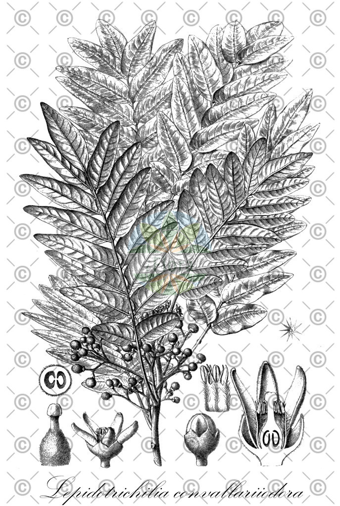 HistAbb_wfo-0000445262_1_ENZY_Simple | Historische Abbildung von Lepidotrichilia convallariiodora - Meliaceae | Historical Illustration of Lepidotrichilia convallariiodora - Meliaceae