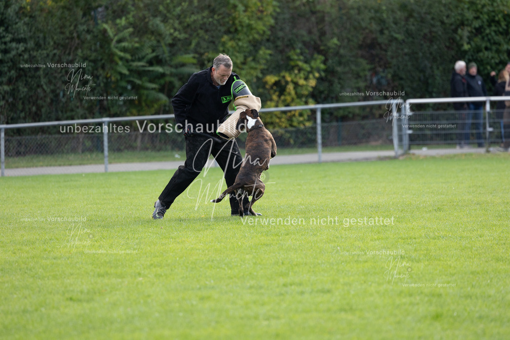 _16A6540 | Einzigartige Fotos von Hunden & Menschen –Actionfotos, Portraits, Vereinsaufnahmen & Paarshootings – authentisch, lebendig & mit Herz.