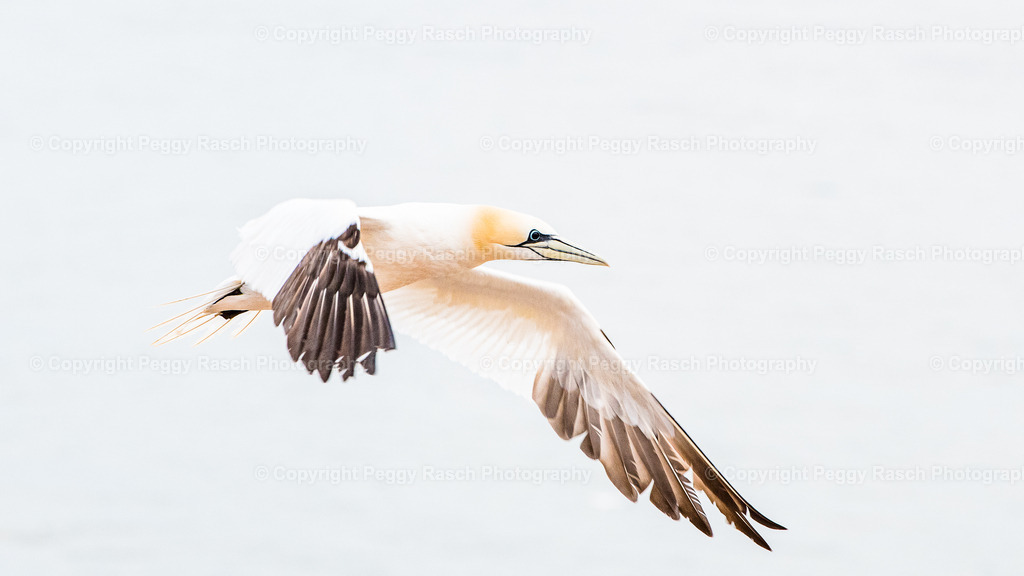 Basstölpel | auf Helgoland - Realisiert mit Pictrs.com