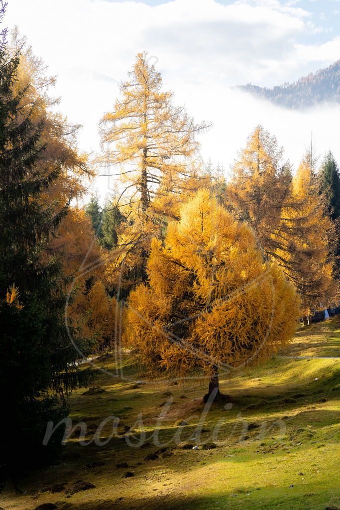 Lärchengold Lungau | Ihre Fotografin im Lungau, ihre Fotografin im Mostviertel, Wandbilder Onlineshop, Imagefotos für Ihr Unternehmen,  - Realisiert mit Pictrs.com