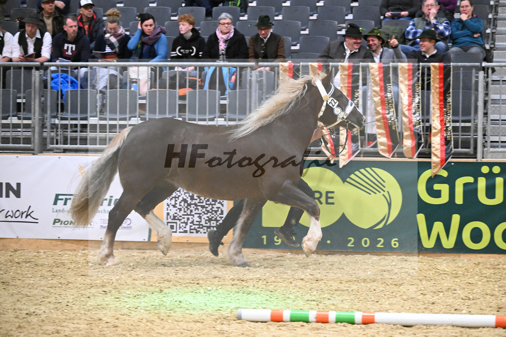 Kat-Nr. 22 Narzisse v. Steyr_Mayer_1260330 | hf-fotografie - Realisiert mit Pictrs.com