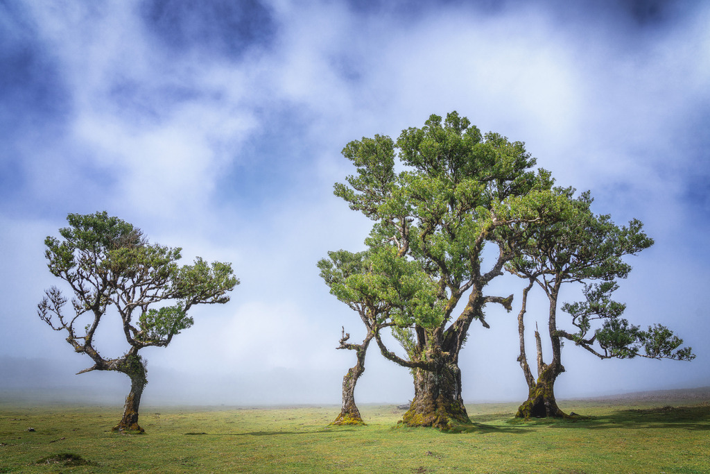 Lonely Trees | Wandbilder - Florian Läufer - Realisiert mit Pictrs.com