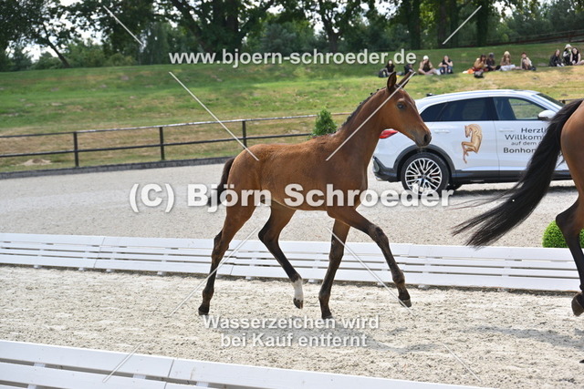 29_Van Vermeer - Vilancio_935_2075 | Björn Schroeder Pferdefotografie