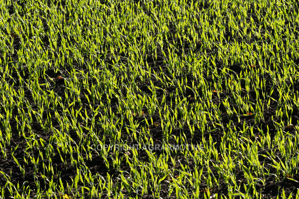 20221018-_DSF9399 | Heranwachsender Winterweizen im Herbst - Realisiert mit Pictrs.com