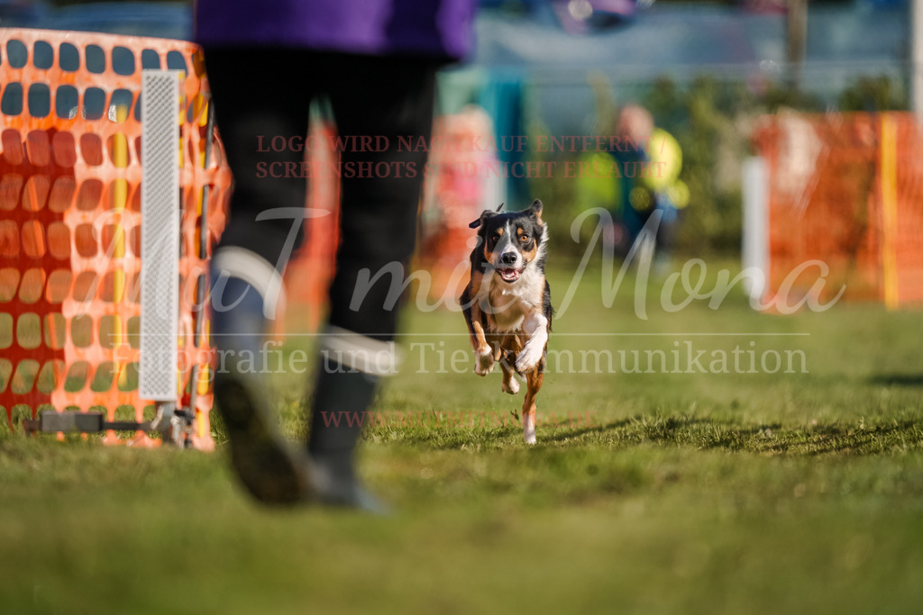 20250928_Hunderennen-33 | MuT (Mensch und Tier) mit Mona - Fotografie und Tierkommunikation - Realisiert mit Pictrs.com
