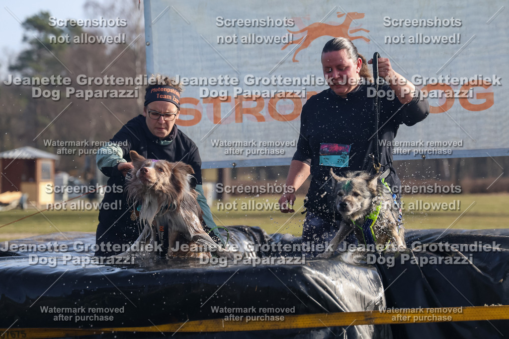 Dog Paparazzi - Strongdog North Mrz26-741 | Dog Paparazzi Jeanette Grottendiek Fotografie & Videografie - Realisiert mit Pictrs.com